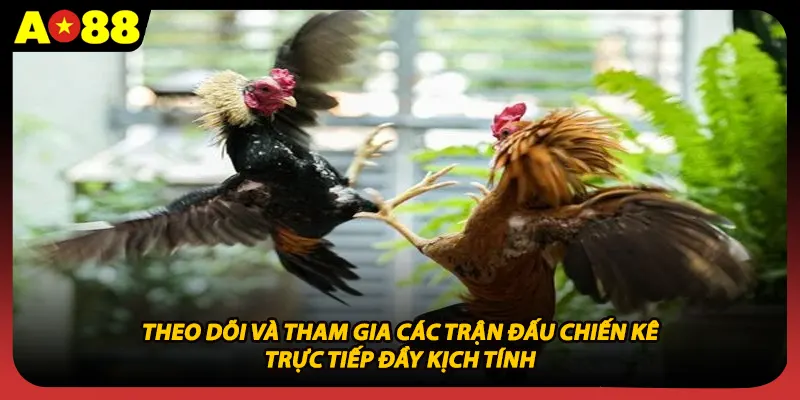 Theo dõi và tham gia các trận đấu chiến kê trực tiếp đầy kịch tính